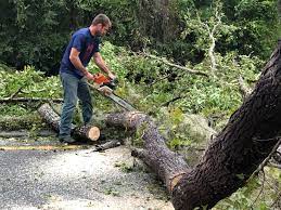 Broken Bow, NE Tree Services Company