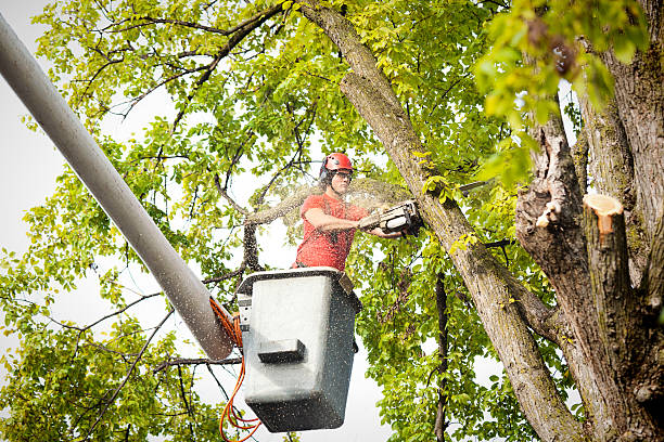 How Our Tree Care Process Works  in  Broken Bow, NE