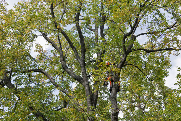 Leaf Removal in Broken Bow, NE